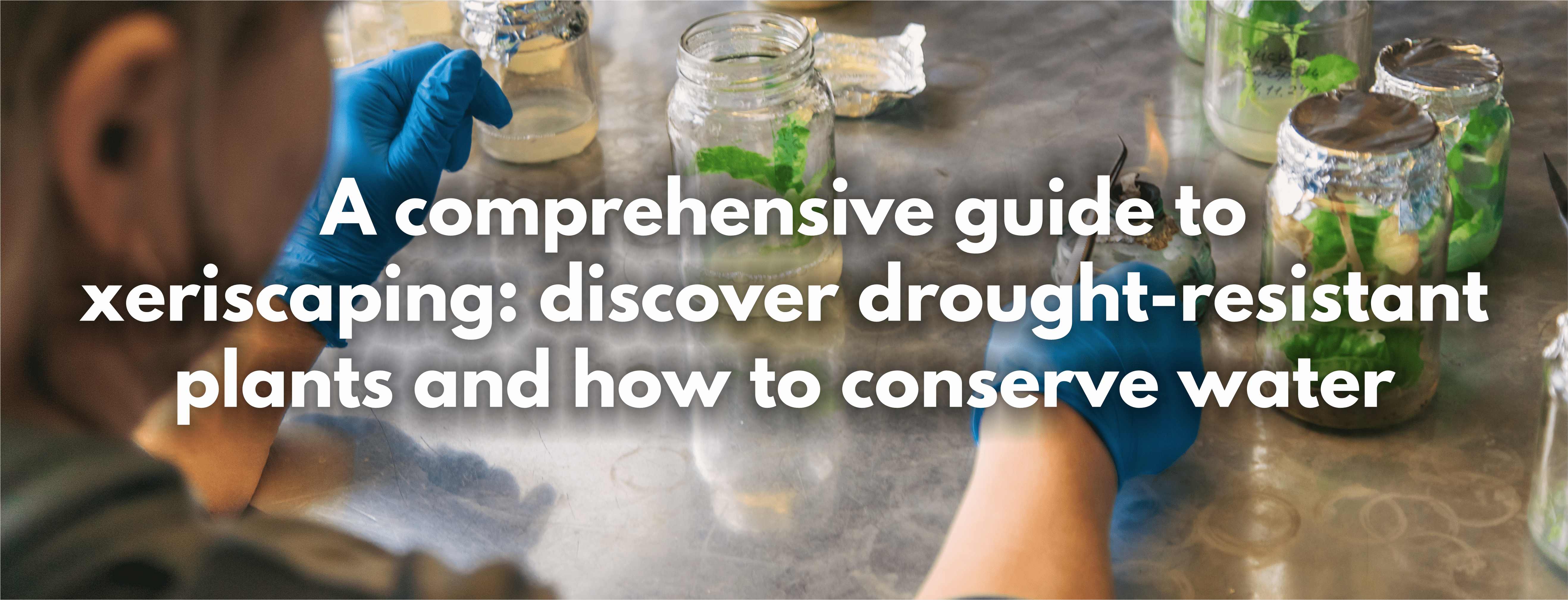 A comprehensive guide to xeriscaping: discover drought-resistant plants and how to conserve water - FitfitGarden
