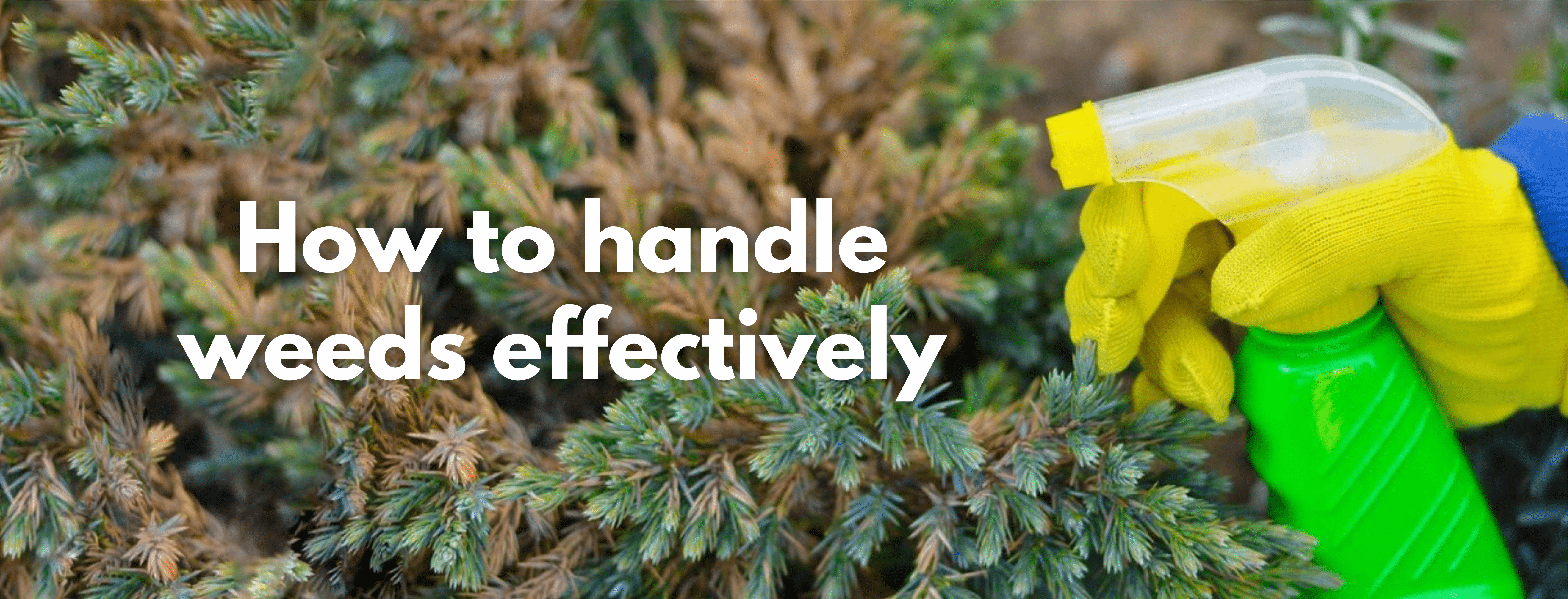 How to handle weeds effectively - FitfitGarden