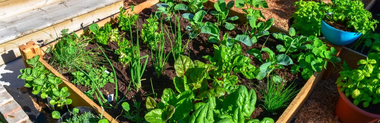 Organic Pest Control Methods for Your Garden - FitfitGarden