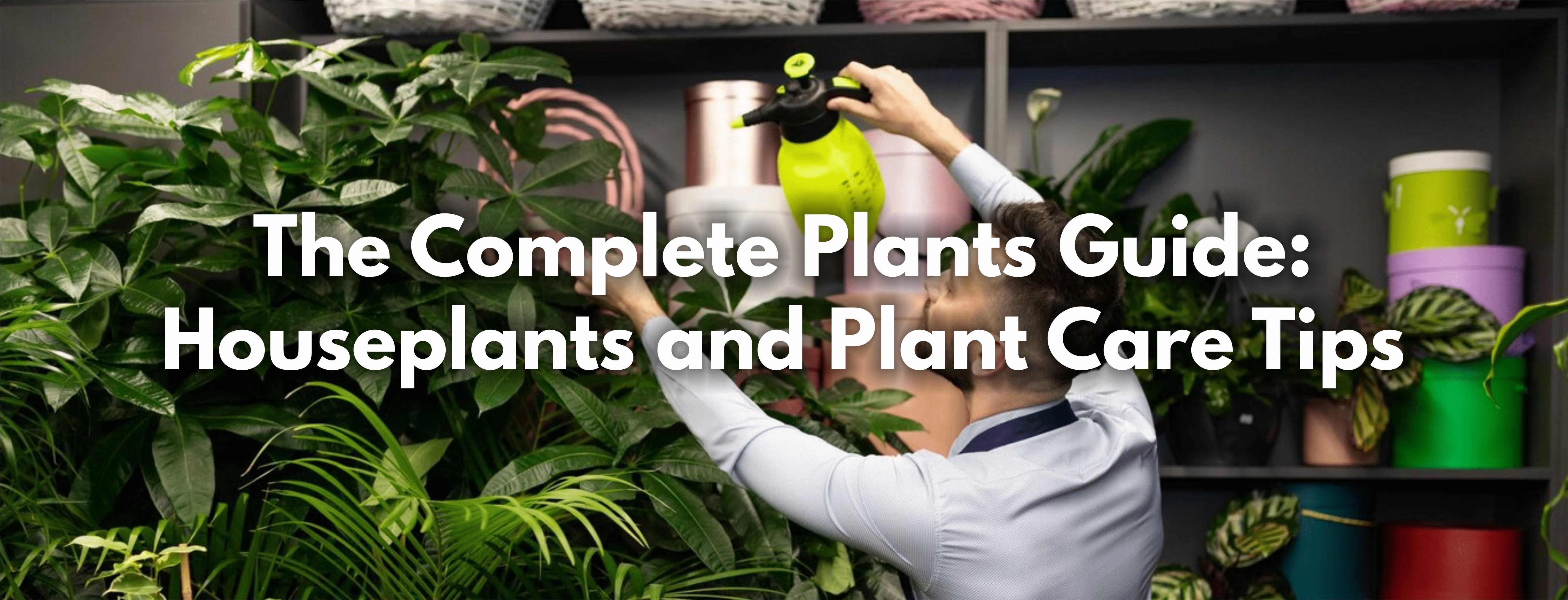The Complete Plants Guide: Houseplants and Plant Care Tips - FitfitGarden