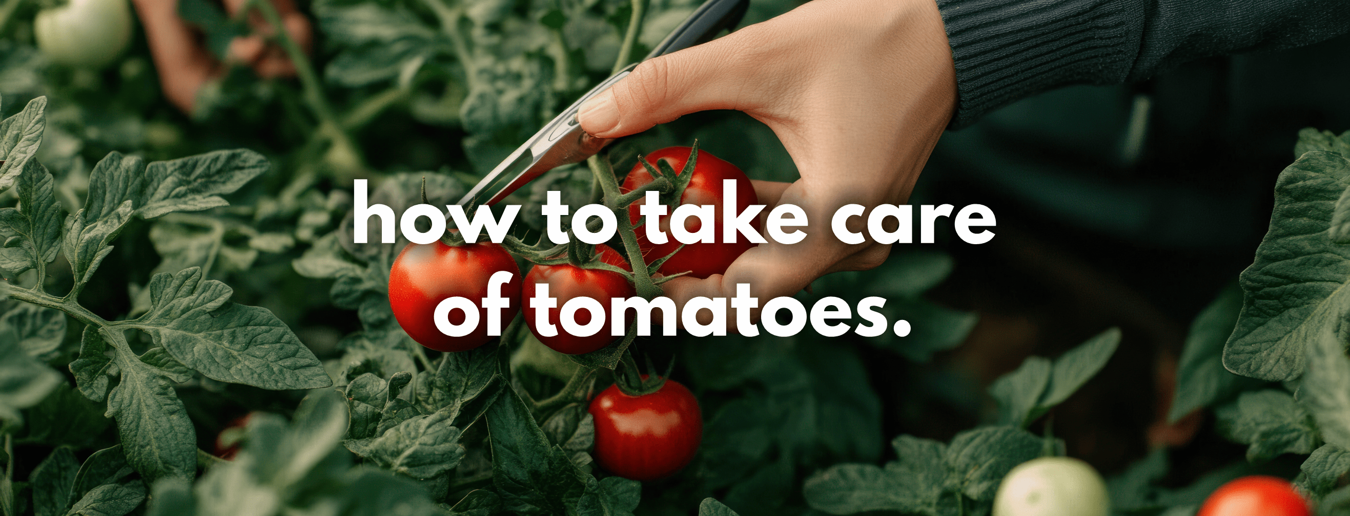 This complete guide on tomato cultivation outlines how to take care of tomatoes. - FitfitGarden