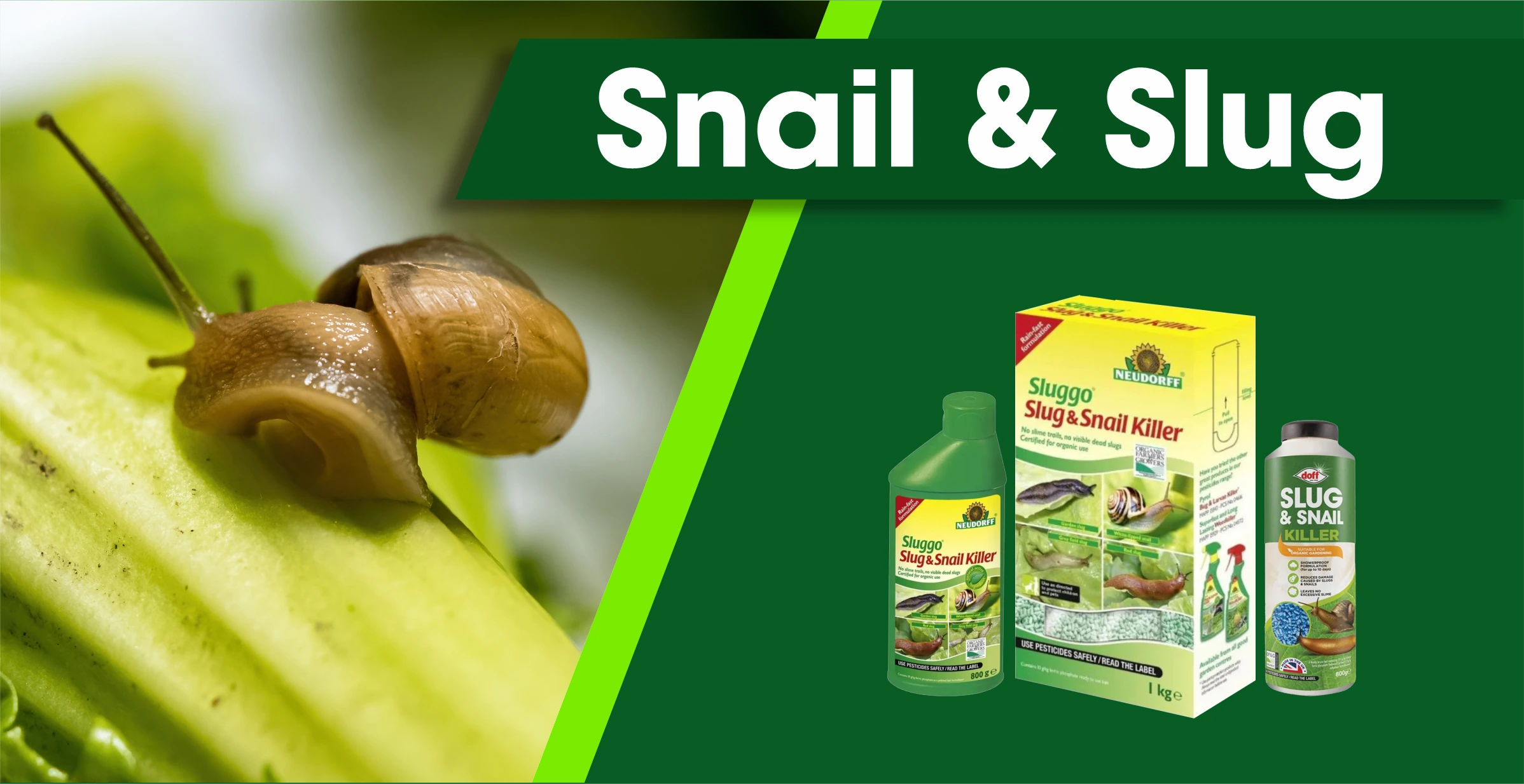 Effective slug and snail control solutions to protect your plants – FitFitGarden