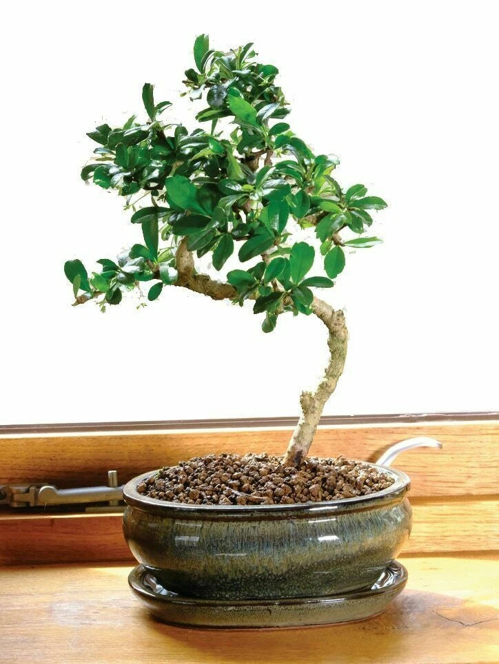 Growth Technology Bonsai Myst 300 ml. uk