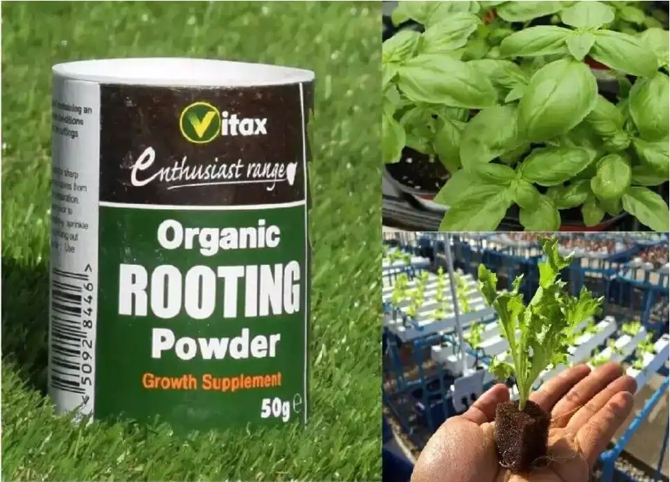 Vitax Organic Rooting Powder