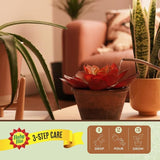 Baby Bio Pour & Feed Liquid Plant Food - 1L - FitfitGarden