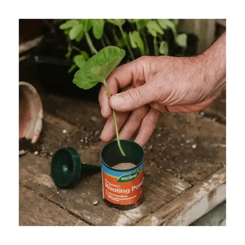 buy organic rooting hormone powder UK