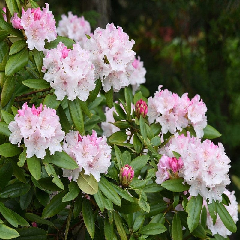 Doff® Azalia, Camellia & Rhododendron Feed 1L - FitfitGarden