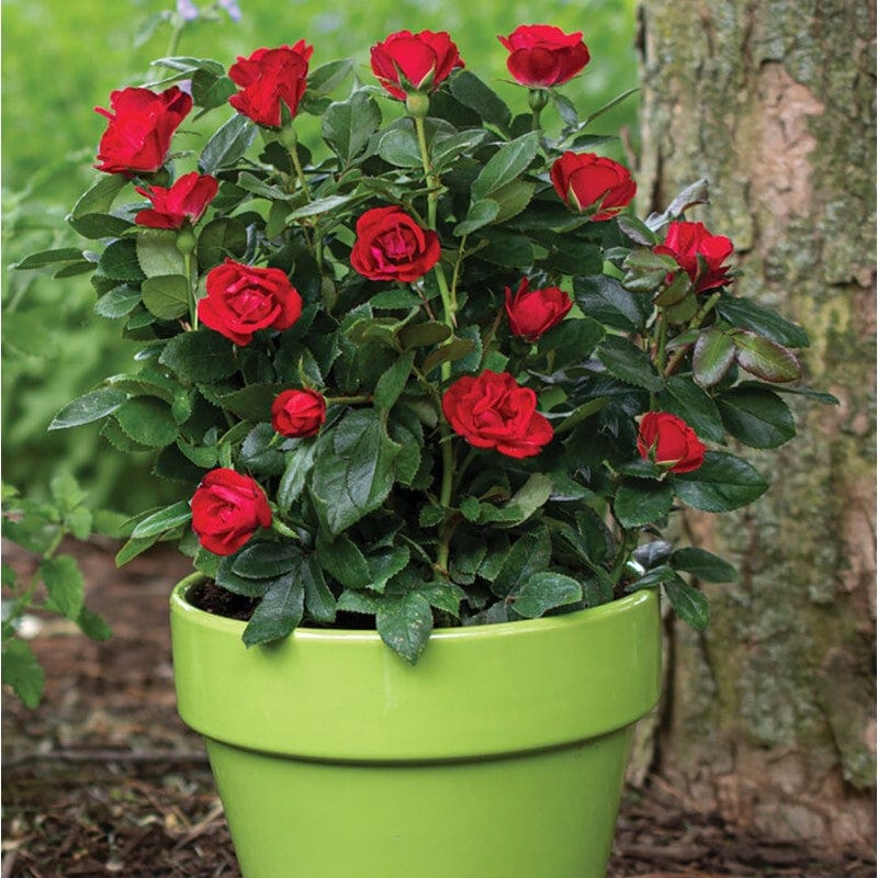 Doff® Liquid Rose Plant Feed Concentrate 1 Litre - FitfitGarden