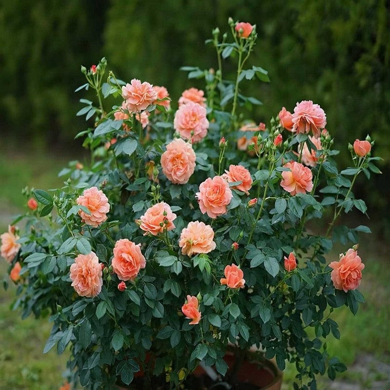 Doff® Liquid Rose Plant Feed Concentrate 1 Litre - FitfitGarden
