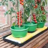 Doff® Tomato Feed Concentrate 1L - FitfitGarden