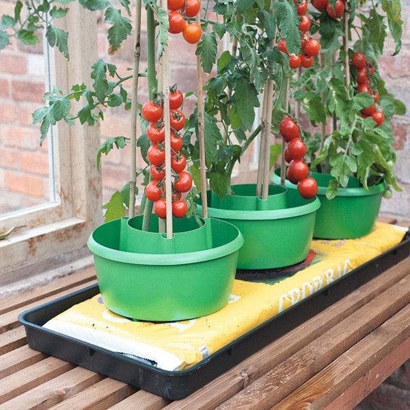 Doff® Tomato Feed Concentrate 1L - FitfitGarden