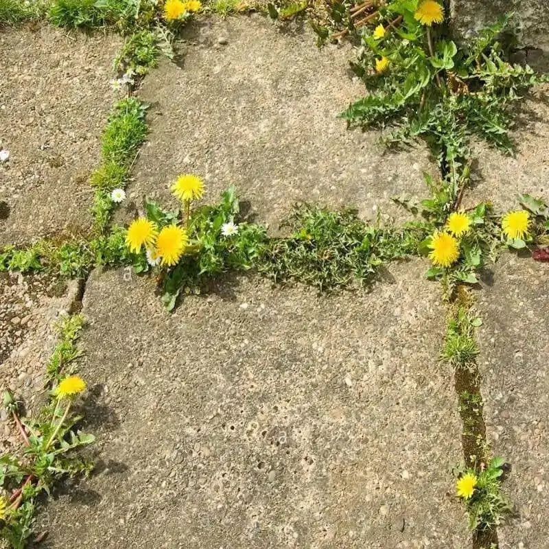 doff advanced weed and root killer for garden