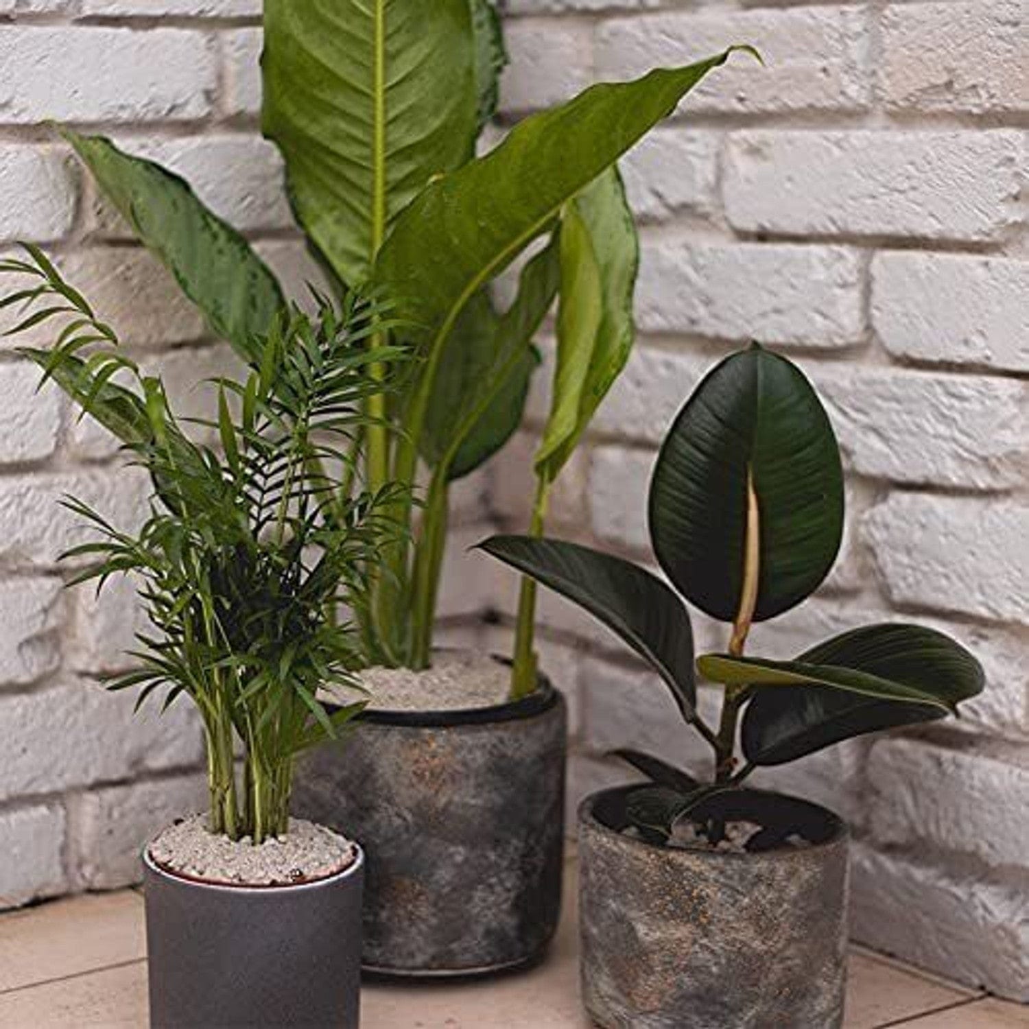 Lava Lite No Gnats Fungus Gnat Control Powder