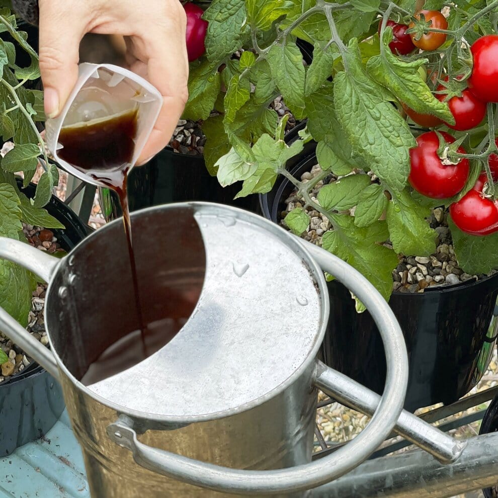 Levington® Tomorite Organic Concentrate - FitfitGarden