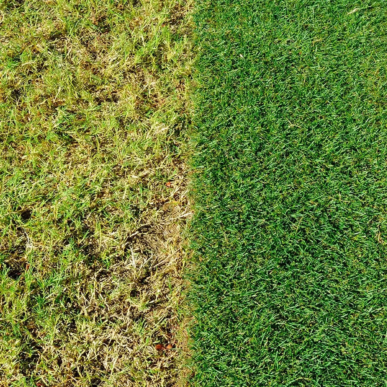 Miracle - Gro Evergreen Complete 4 in 1 - FitfitGarden