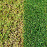 Miracle - Gro Evergreen Complete 4 in 1 - FitfitGarden