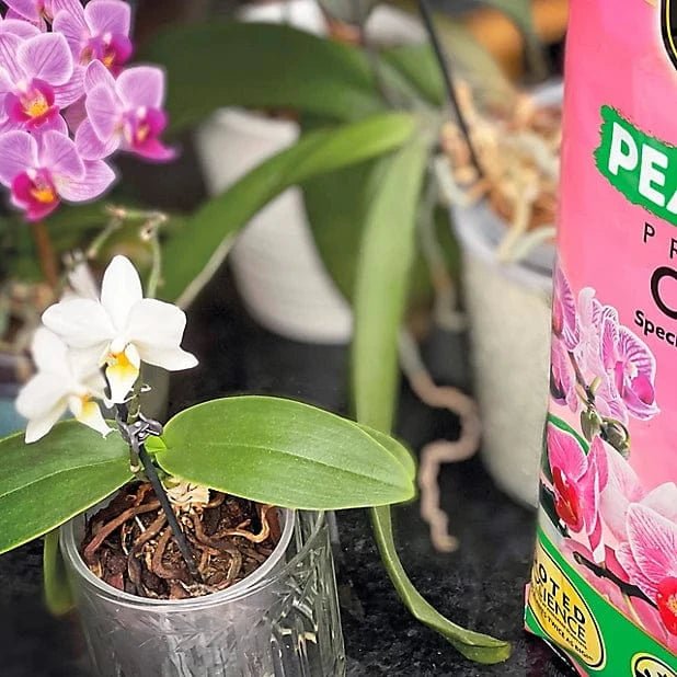 Miracle-Gro Peat Free Orchid Compost 6L