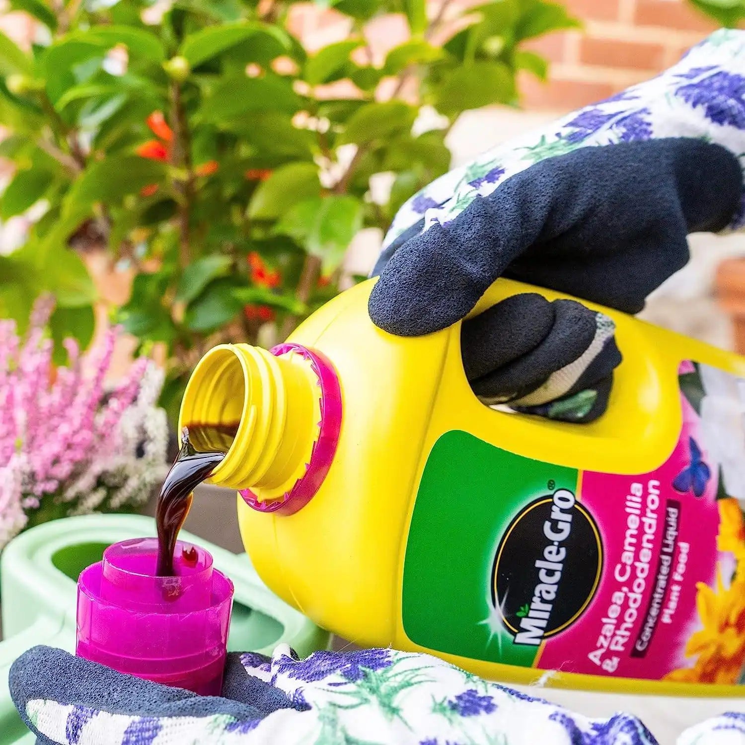 miracle-gro azalea camellia rhododendron liquid plant feed FitfitGarden