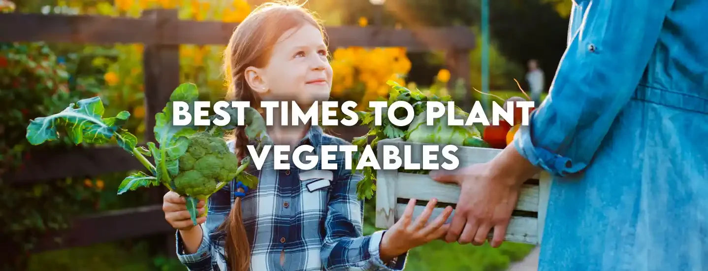Best Times to Plant Vegetables