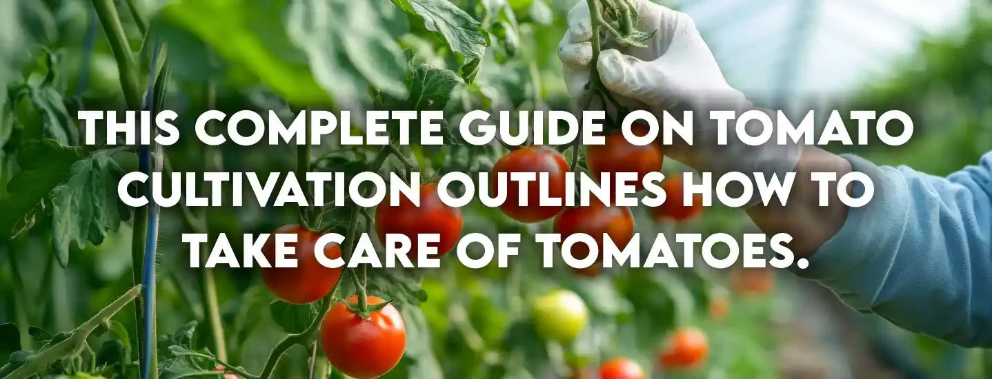 This complete guide on tomato cultivation outlines how to take care of tomatoes.