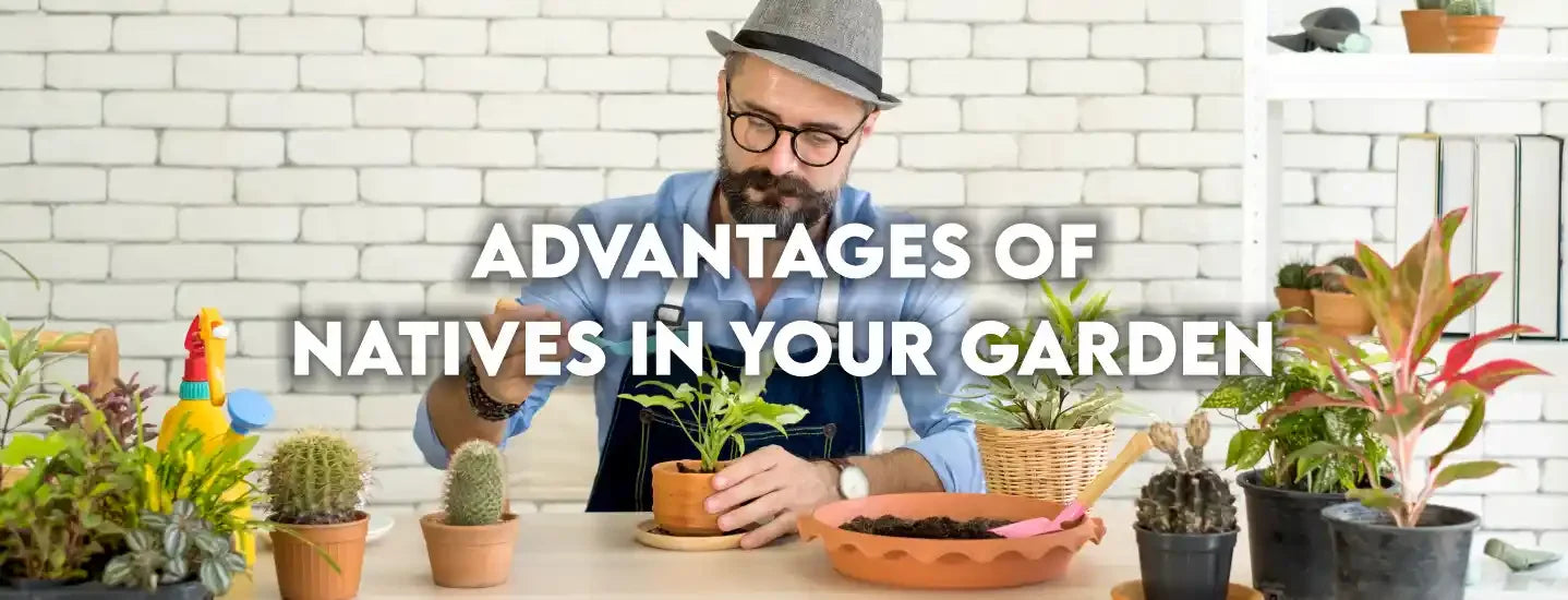 Advantages of Natives in Your Garden