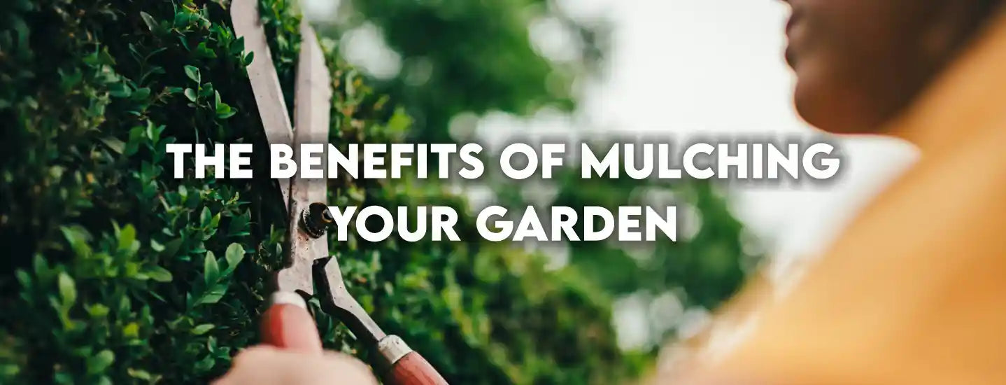 The Benefits of Mulching Your Garden
