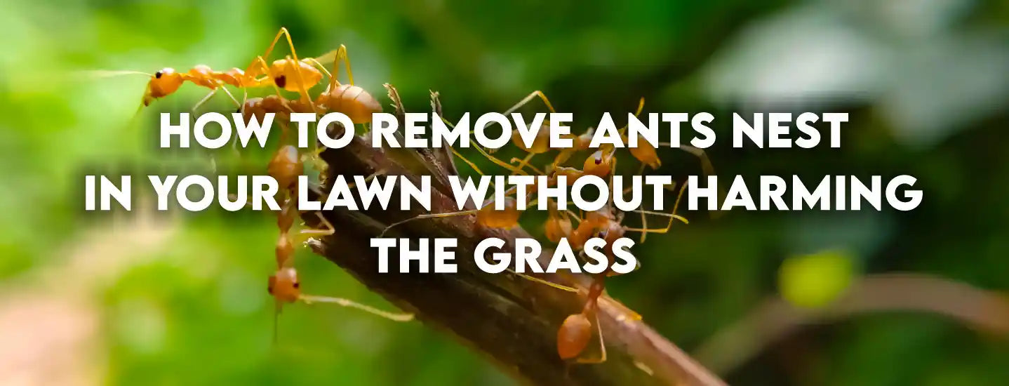How to remove ants nest in your lawn – WITHOUT harming the grass