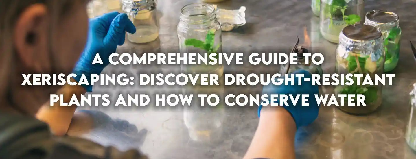 A comprehensive guide to xeriscaping: discover drought-resistant plants and how to conserve water