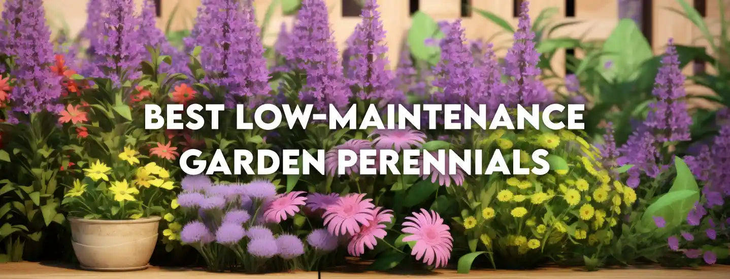 Best Low-Maintenance Garden Perennials