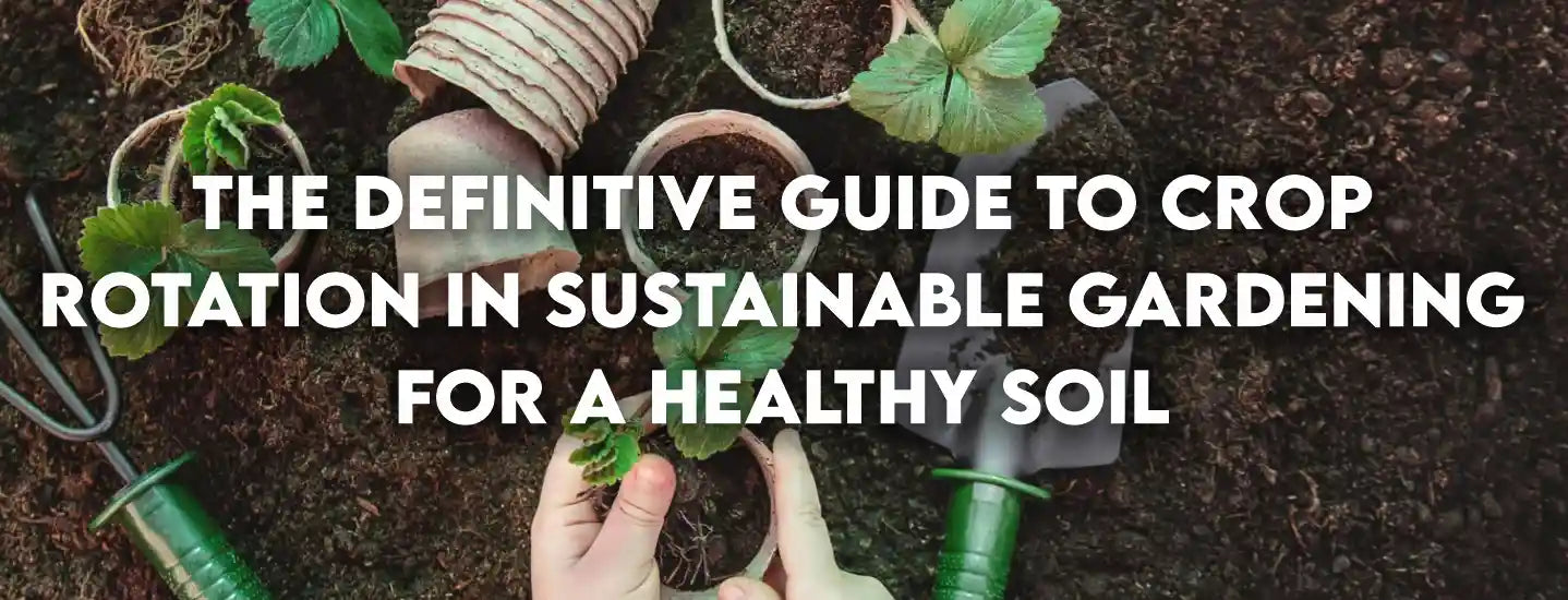 The Definitive Guide to Crop Rotation in Sustainable Gardening for a Healthy Soil