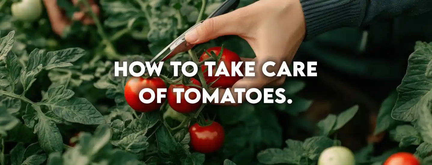 This complete guide on tomato cultivation outlines how to take care of tomatoes.