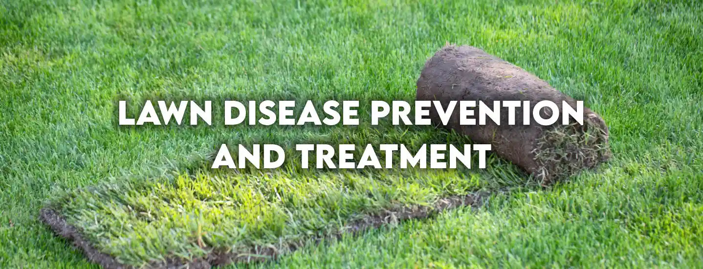 Fresh green lawn with rolled turf and 'Lawn Disease Prevention and Treatment' text, FitFit Garden