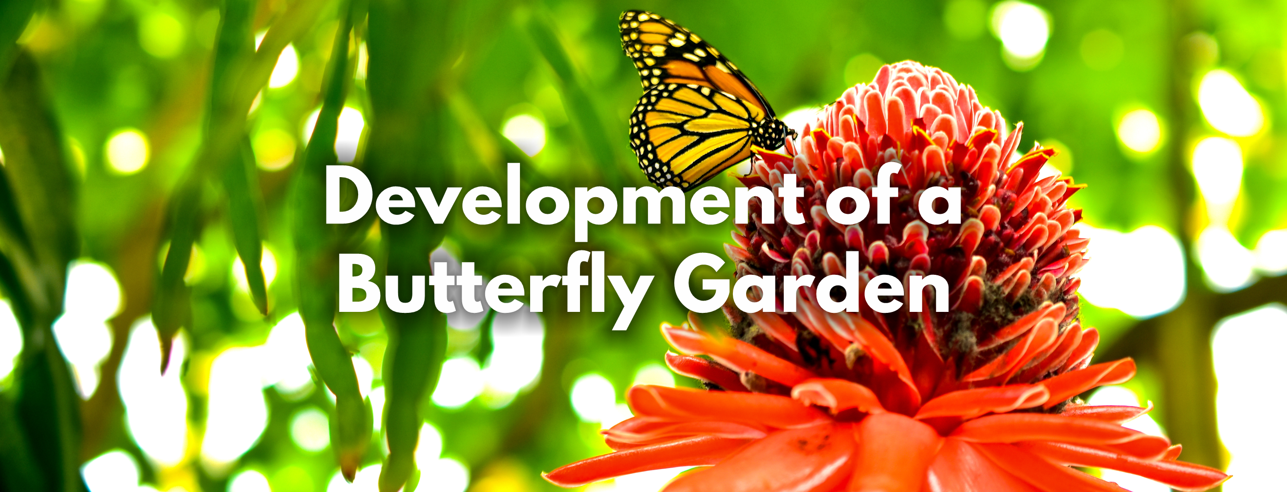 Development of a Butterfly Garden