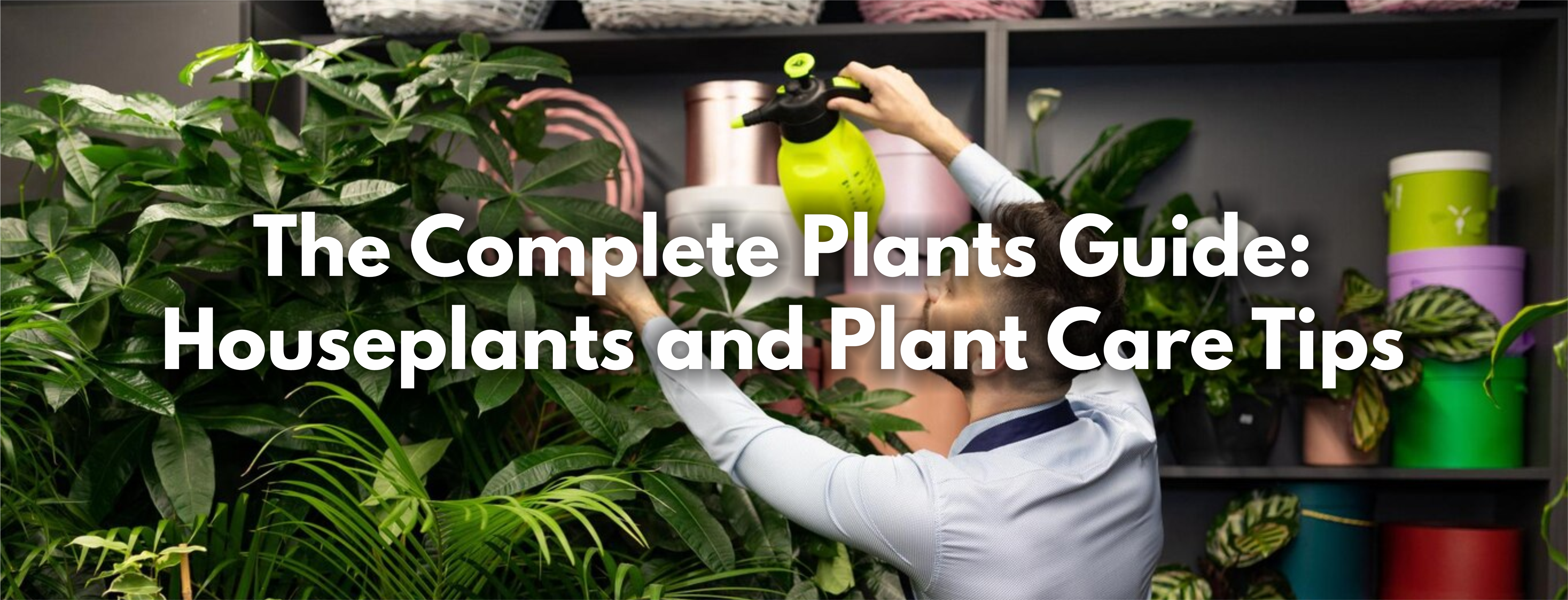 The Complete   Plants Guide: Houseplants and Plant Care Tips