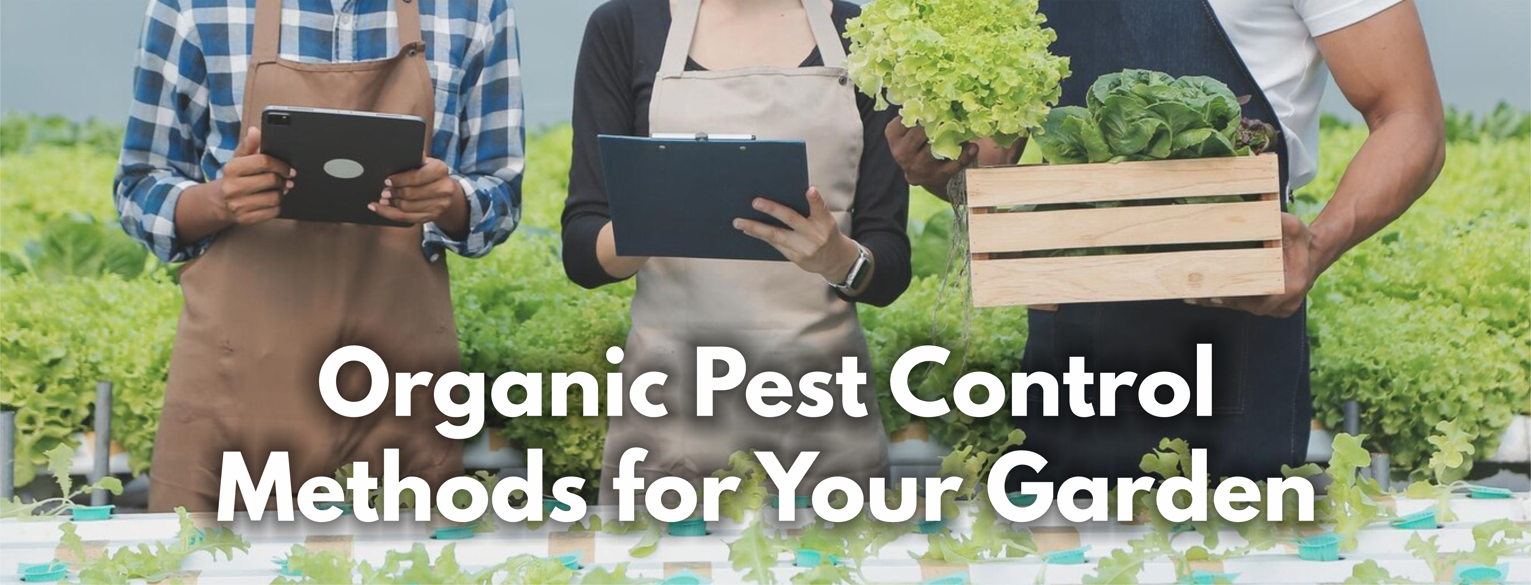 Organic Pest Control Methods for Your Garden