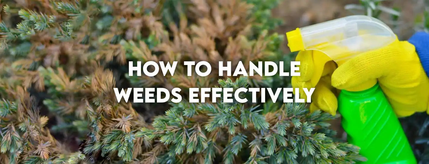 Gardener wearing yellow gloves spraying weeds in garden with text 'How to Handle Weeds Effectively'.