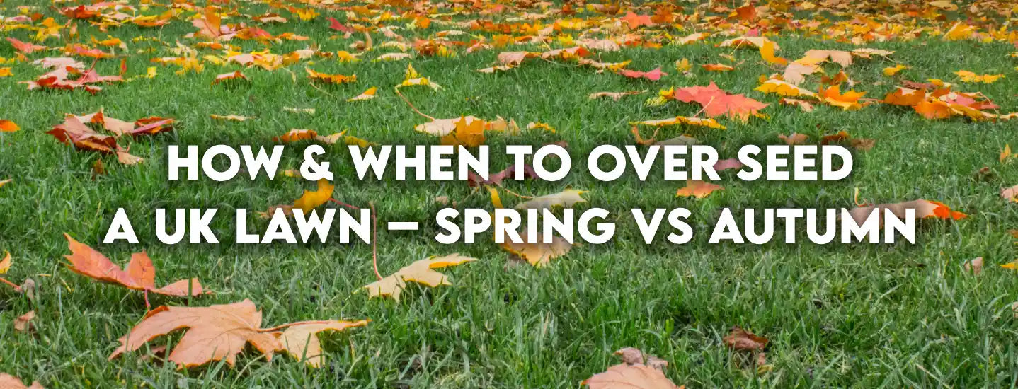 How & When to overseed a UK lawn – Spring vs Autumn