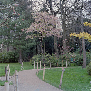 Exploring the Tranquility of Kyoto Garden in Holland Park