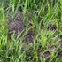 How to remove ants nest in your lawn – WITHOUT harming the grass