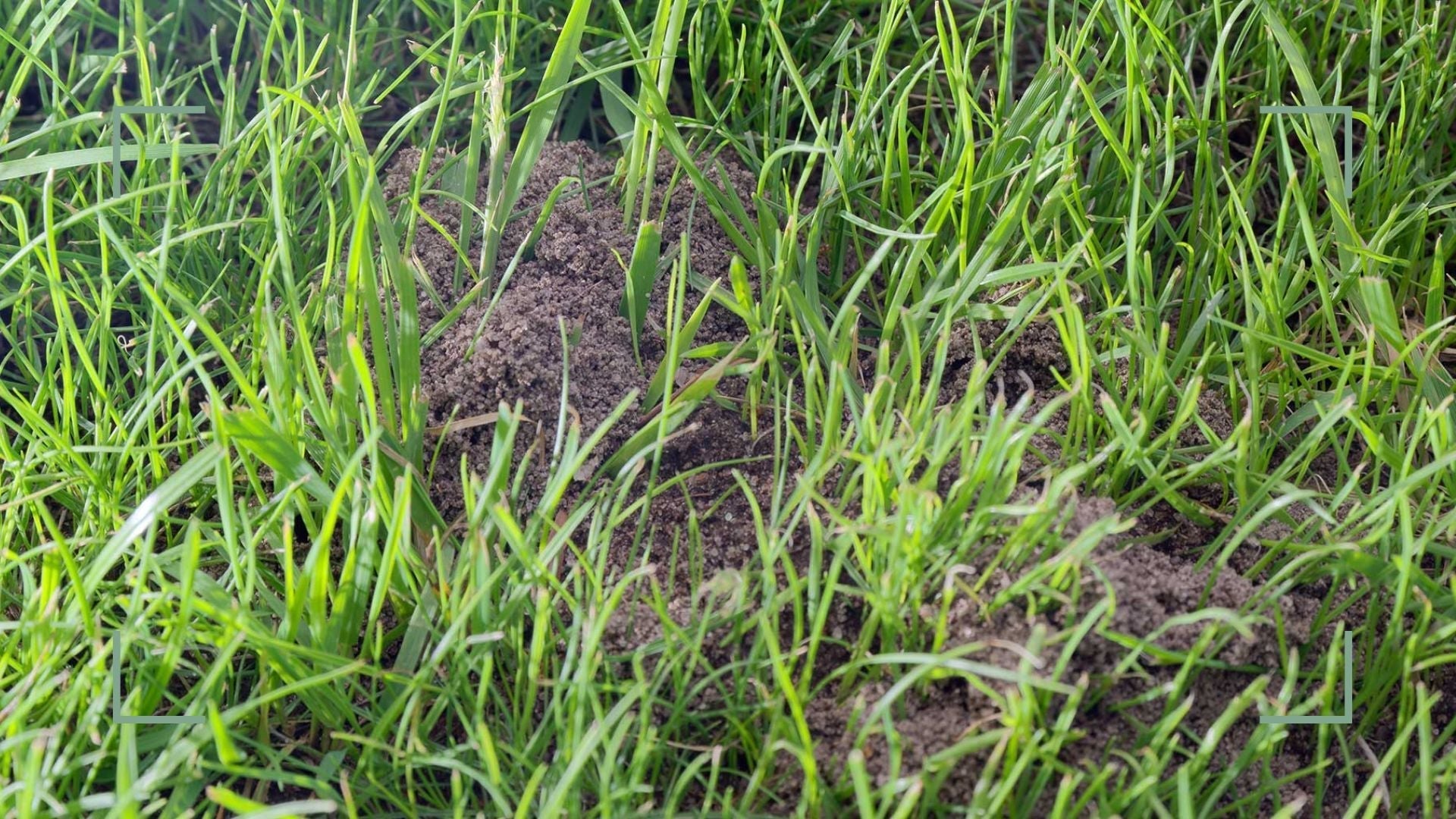How to remove ants nest in your lawn – WITHOUT harming the grass
