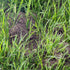 How to remove ants nest in your lawn – WITHOUT harming the grass