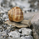 Doff® Slug & Snail Killer 400g - Doff Slug & Snail Killer - 400g Slug Pellets for Garden