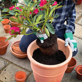 Miracle-Gro® Peat Free Premium Azalea, Camellia & Rhododendron Ericaceous Compost