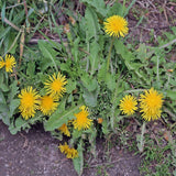 Doff weed killer - Doff® Advanced Concentrated Weedkiller 1L