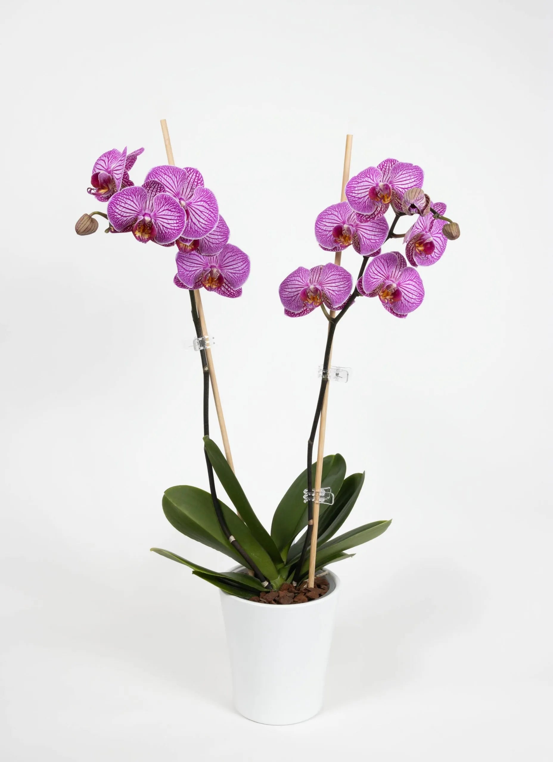 BetterGrow Eco Plant Supports 70cm uk