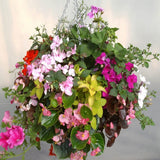 Doff® Container & Basket Flower Plant Food