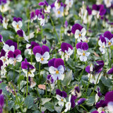 Doff® Container & Basket Flower Plant Food