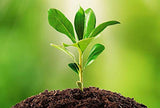 Doff® Natural Hormone Plant Root Rooting Powder 75g