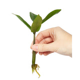 Doff® Natural Hormone Plant Root Rooting Powder 75g