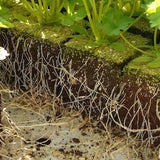 Doff® Natural Hormone Plant Root Rooting Powder 75g